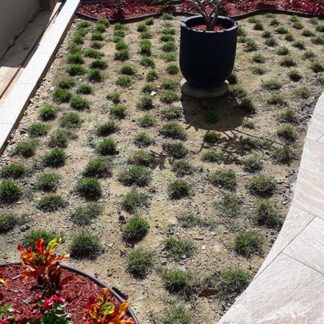 Lawn Creation