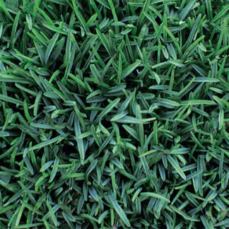 St. Augustine Grass (sod palette)