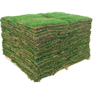 zoysia grass palette